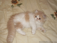 Продажа персидских котят - <ro>Изображение</ro><ru>Изображение</ru> #2, <ru>Объявление</ru> #401895