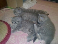 Продам британских котят, 1 мес., окрас вискас - <ro>Изображение</ro><ru>Изображение</ru> #2, <ru>Объявление</ru> #549592