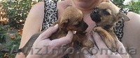 Щенки - чихуахуашки - <ro>Изображение</ro><ru>Изображение</ru> #3, <ru>Объявление</ru> #629668
