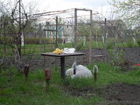 Продам дачный участок п.Кировское р.Орель - <ro>Изображение</ro><ru>Изображение</ru> #2, <ru>Объявление</ru> #669193