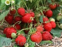 продам саженцы клубники frigo,малины - <ro>Изображение</ro><ru>Изображение</ru> #4, <ru>Объявление</ru> #843484