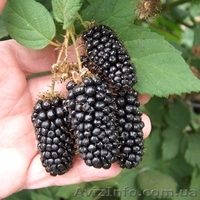 продам саженцы клубники frigo,малины - <ro>Изображение</ro><ru>Изображение</ru> #2, <ru>Объявление</ru> #843484