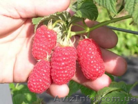 продам саженцы клубники frigo,малины - <ro>Изображение</ro><ru>Изображение</ru> #1, <ru>Объявление</ru> #843484