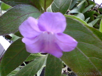 Продам Ruellia caroliniensis - <ro>Изображение</ro><ru>Изображение</ru> #1, <ru>Объявление</ru> #877992