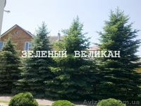 Живая изгородь - красиво и экологично - <ro>Изображение</ro><ru>Изображение</ru> #2, <ru>Объявление</ru> #1128059
