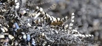 Компания Метал-Днепр - прием лома черных и цветных металлов. Высокие цены! - <ro>Изображение</ro><ru>Изображение</ru> #1, <ru>Объявление</ru> #1349739