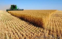 Закупаем зерновые на выгодных условиях - <ro>Изображение</ro><ru>Изображение</ru> #5, <ru>Объявление</ru> #1466077