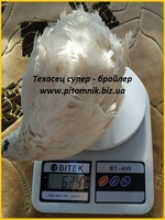 Яйца инкубационные "Техасец белый" - супер бройлер. - <ro>Изображение</ro><ru>Изображение</ru> #1, <ru>Объявление</ru> #1711189