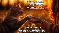 Ветеринар на дом Днепр, кошка упала с высоты что делать - <ro>Изображение</ro><ru>Изображение</ru> #1, <ru>Объявление</ru> #1752752