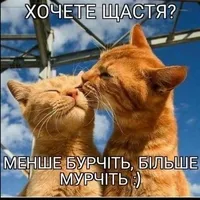 Ветеринар на дом Днепр, кошка упала с высоты что делать - <ro>Изображение</ro><ru>Изображение</ru> #4, <ru>Объявление</ru> #1752752