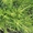 Вечнозеленые растения в контейнерах - <ro>Изображение</ro><ru>Изображение</ru> #1, <ru>Объявление</ru> #46104