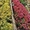 Озеленение декоративными растениями из собственного питомника - <ro>Изображение</ro><ru>Изображение</ru> #2, <ru>Объявление</ru> #46092