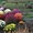 Озеленение декоративными растениями из собственного питомника - <ro>Изображение</ro><ru>Изображение</ru> #5, <ru>Объявление</ru> #46092