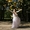Свадебное видео фото, творчески, душевно - <ro>Изображение</ro><ru>Изображение</ru> #1, <ru>Объявление</ru> #57313