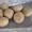 Продам картофель Днепропетровск #64270