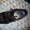 Обувь Gianfranco Butteri - <ro>Изображение</ro><ru>Изображение</ru> #2, <ru>Объявление</ru> #72931