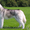 Голубоглазые щенки сибирский хаски  #97053