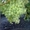 Саженцы винограда - <ro>Изображение</ro><ru>Изображение</ru> #1, <ru>Объявление</ru> #91651