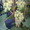 Саженцы винограда - <ro>Изображение</ro><ru>Изображение</ru> #2, <ru>Объявление</ru> #91651