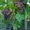 Саженцы винограда - <ro>Изображение</ro><ru>Изображение</ru> #3, <ru>Объявление</ru> #91651