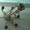 Бронзовая люстра ручной работы! покрытая лаком на 6 мампочек с маленким цоколем. - <ro>Изображение</ro><ru>Изображение</ru> #1, <ru>Объявление</ru> #125963