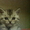 плюшевые котята  вискасного окраса #204306