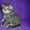 Шотландские вислоухие и прямоухие котята (черный,  тигровый,  голубой полосатый) #240774