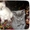 ПРОДАМ шотланского котенка (мальчик) колор-поинт страйт #340266