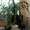 Продам комнатное растение Панданус Вейча. - <ro>Изображение</ro><ru>Изображение</ru> #1, <ru>Объявление</ru> #347400