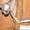 Продам алиментного котенка породы девон-рекс #364061