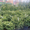 декоративные вечнозеленые растения - <ro>Изображение</ro><ru>Изображение</ru> #2, <ru>Объявление</ru> #381567