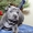 продам щенков Тайского риджбека - <ro>Изображение</ro><ru>Изображение</ru> #2, <ru>Объявление</ru> #514248