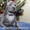 продам щенков ТАЙСКОГО РИДЖБЕКА рождены 21.11.2011 #485625
