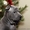 продам щенков ТАЙСКОГО РИДЖБЕКА рождены 21.11.2011 - <ro>Изображение</ro><ru>Изображение</ru> #3, <ru>Объявление</ru> #485625