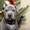 продам щенков ТАЙСКОГО РИДЖБЕКА рождены 21.11.2011 - <ro>Изображение</ro><ru>Изображение</ru> #4, <ru>Объявление</ru> #485625