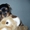 Продам очаровательных щенков йоркширского терьера #489375