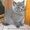 продам плюшевых котят. Шотландской породы - <ro>Изображение</ro><ru>Изображение</ru> #1, <ru>Объявление</ru> #551340