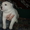 Продам щенков среднеазиатской овчарки (Алабая) - <ro>Изображение</ro><ru>Изображение</ru> #4, <ru>Объявление</ru> #559200