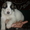 Продам щенков среднеазиатской овчарки (Алабая) - <ro>Изображение</ro><ru>Изображение</ru> #3, <ru>Объявление</ru> #559200