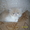 Персидский котенок экстремального типа #550162