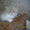 Персидский котенок экстремального типа - <ro>Изображение</ro><ru>Изображение</ru> #1, <ru>Объявление</ru> #550162