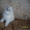 Персидский котенок классического типа - <ro>Изображение</ro><ru>Изображение</ru> #2, <ru>Объявление</ru> #550167