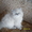 Персидский котенок классического типа - <ro>Изображение</ro><ru>Изображение</ru> #1, <ru>Объявление</ru> #550167