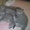 Продам британских котят, 1 мес., окрас вискас - <ro>Изображение</ro><ru>Изображение</ru> #2, <ru>Объявление</ru> #549592