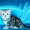 Шотландский мраморный котенок! - <ro>Изображение</ro><ru>Изображение</ru> #2, <ru>Объявление</ru> #599467