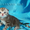 Шотландские мраморные котята! - <ro>Изображение</ro><ru>Изображение</ru> #2, <ru>Объявление</ru> #590334