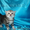 Шотландские мраморные котята! - <ro>Изображение</ro><ru>Изображение</ru> #4, <ru>Объявление</ru> #590334