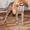 Веймарская легавая щенки !!!!! - <ro>Изображение</ro><ru>Изображение</ru> #4, <ru>Объявление</ru> #598664
