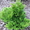  растения на продажу - <ro>Изображение</ro><ru>Изображение</ru> #1, <ru>Объявление</ru> #599653