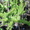  растения на продажу - <ro>Изображение</ro><ru>Изображение</ru> #2, <ru>Объявление</ru> #599653